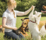 Cuidadores de Animais em Jacarepaguá