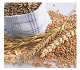 Ra&ccedil;&atilde;o Humana em Jacarepaguá